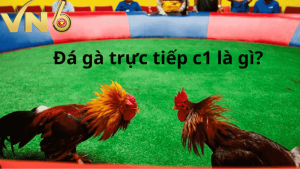 Đá gà trực tiếp C1 - Đấu trường nơi các kê thủ huyết chiến 6 Đá gà trực tiếp C1