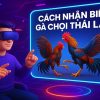 Cách nhận biết gà chọi Thái Lan: Tuyệt chiêu chọn chiến kê cực phẩm từ 89BET