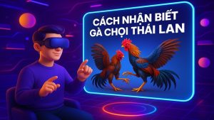 Cách nhận biết gà chọi thái lan