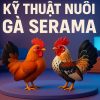 Kỹ thuật nuôi gà serama chuẩn hiệu quả từ dân chơi lão luyện tại 89BET