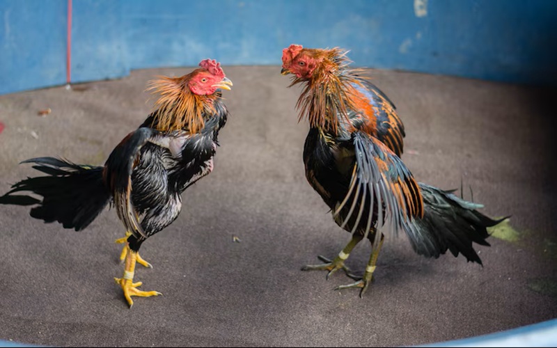 Cách nhận biết gà chọi Thái Lan: Tuyệt chiêu chọn chiến kê cực phẩm từ 89BET 2 Đá gà chọi thái lan