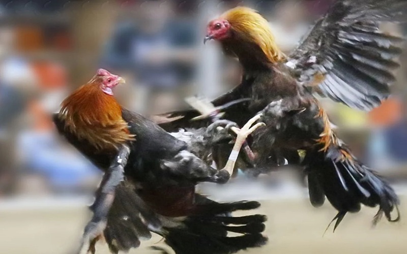 Kỹ thuật nuôi gà serama chuẩn hiệu quả từ dân chơi lão luyện tại 89BET 2 Đá gà serama